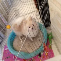 توله سگ پامرانی ۸ماهه باشناسنامه واکسینه کامل