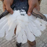 5عدد زیل دم سفید|پرنده|بوئین زهرا, |دیوار