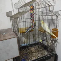 جفت عروس هلندی