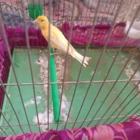 قناری نر|پرنده|بروجرد, |دیوار