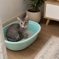 واگذاری بچه گربه ماده