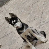 سگ هاسکی ۳ ماهه اصل