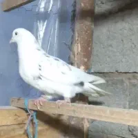 کبوتر گرفته شده|حیوانات|رشت, لاکان|دیوار