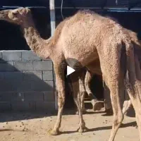 شتر ماده چهارسال