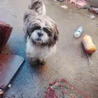 شیتزو نر خالص بسیار لوس