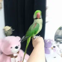 شاه طوطی نر سخنگو