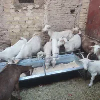 فروش چند راس گوسفند