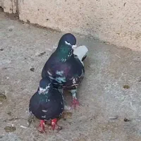 شهری|پرنده|شبانکاره, |دیوار