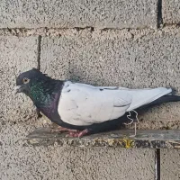 سینه سیاه|پرنده|خرمشهر, |دیوار