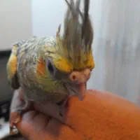 عروس هلندی.  طوطی برزیلی|پرنده|تهران, تهرانپارس شرقی|دیوار