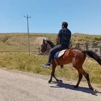 اسب مادیان ۲ ساله