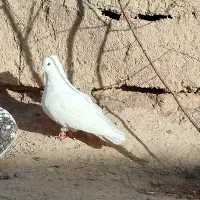 کبوتر