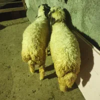 بره