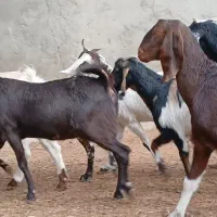 بز آبستن|حیوانات مزرعه|کاشمر, |دیوار