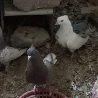تعدادی کبوتر ماده بهبهانی