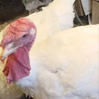 فروش یک جفت بوقلمون مولد نژاد بیوتی|حیوانات مزرعه|شیراز, شهرک والفجر|دیوار