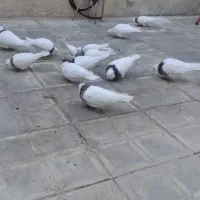 طوقی|پرنده|همدان, |دیوار