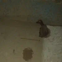 فروش فوری