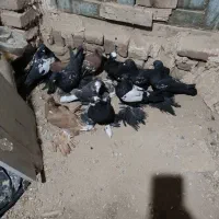 پرنده|پرنده|بناب, |دیوار