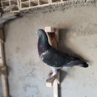 کبوتر پلاکی