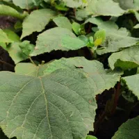 نهال تلخ کیوی|خدمات باغبانی و درختکاری|چوبر, |دیوار