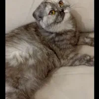 گربه اسکاتیش ماده