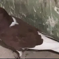 کبوتر پرشی رنگی دم سفید تهرانی|پرنده|آبیک, |دیوار