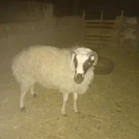 بره نر چاق کیلویی ۴۰۰|حیوانات مزرعه|رفسنجان, |دیوار