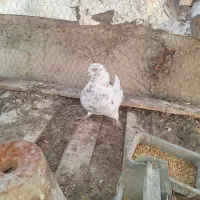 کله دم سبز پرشی۶۰۰