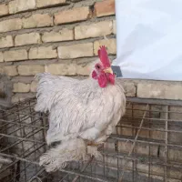 خروس کوشین لاوندر