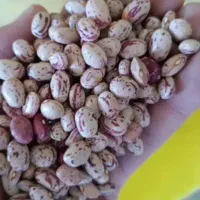 لوبیا چیتی بوجاری درجه یک و بوجار نشده..|خوردنی و آشامیدنی|شیراز, فرهنگ شهر|دیوار