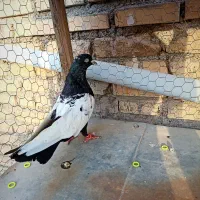 کفتر سینه سیاه نر قلدر