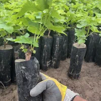 نهال انگور نیکخواه موندراپ و لامبورگینی