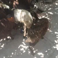 بره|حیوانات مزرعه|نورآباد, |دیوار