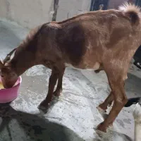 گوسفند نر و ماده