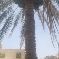 درخت گرازحرفه ای|گل و گیاه طبیعی|بم, |دیوار