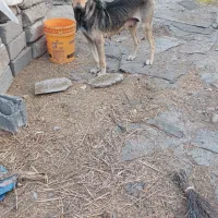 واگذاری سگ سرابی