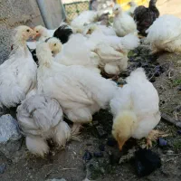 جوجه کوشین فروش فوری