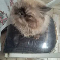 واگزاری|گربه|شاهین‌شهر, حافظ جنوبی|دیوار