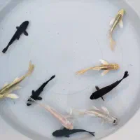 کوی بلک (سیاه)|ماهی|نجفآباد, فاز ۲ شهرک آزادگان|دیوار