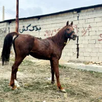 اسب نریون سرو دم گیر پرخون