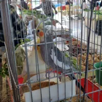 طوطی عروس نر ماده  مولد فروشی ماده لوتینو دستی|پرنده|بهبهان, |دیوار