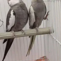 عروس هلندی سخنگو|پرنده|پاکدشت, شهرک امام رضا|دیوار