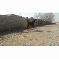 مادیان عرب|اسب و تجهیزات اسب‌سواری|تهران, فرحزاد|دیوار