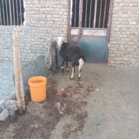 بره قوچ|حیوانات مزرعه|الشتر, |دیوار