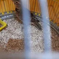 دوتا سهره خاکی نر ریزخوان معاوصه هم دارم