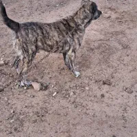 سگ ۳ساله نر