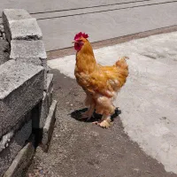 خروس برهما