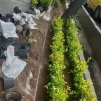 گل کاری وباغبانی هرس کاری وپابیل کردن|خدمات باغبانی و درختکاری|قم, مصلاء|دیوار