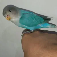 گم شده